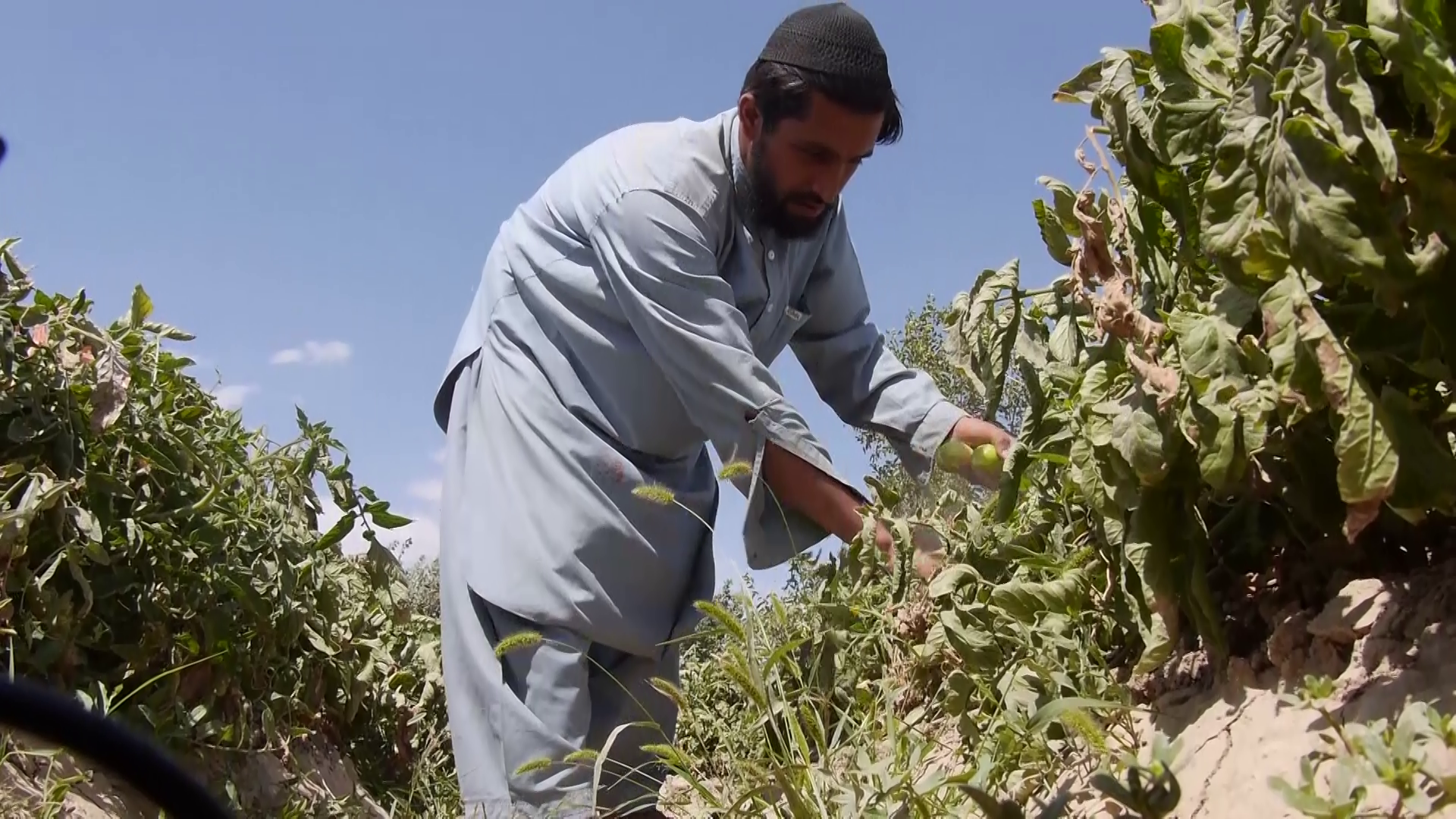 Another resident Sayed Ahmad who is a local farmer in the same village in the Taliban territory said the war must end as soon as possible.
